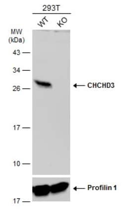 Invitrogen CHCHD3 Polyclonal Antibody 100 &mu;L; Unconjugated:Antibodies,