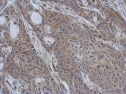 Invitrogen CCDC90B Polyclonal Antibody 100 &mu;L; Unconjugated:Antibodies,