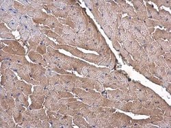 Invitrogen OLFML3 Polyclonal Antibody 100 &mu;L | Buy Online | Invitrogen&trade; | Fisher Scientific