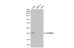 Invitrogen OLFML3 Polyclonal Antibody 100 &mu;L | Buy Online | Invitrogen&trade; | Fisher Scientific