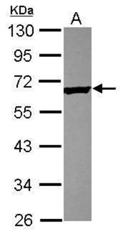 Invitrogen TEKT4 Polyclonal Antibody 100 &mu;L; Unconjugated:Antibodies,