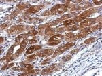 Thumbnail_TMEM66 Polyclonal Antibody, Invitrogen 100 &mu;L; Unconjugated:Antibodies,