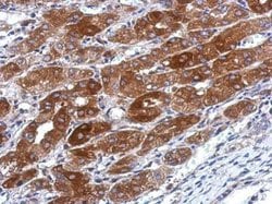 TMEM66 Polyclonal Antibody, Invitrogen 100 &mu;L; Unconjugated:Antibodies,