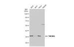 Thumbnail_TMEM66 Polyclonal Antibody, Invitrogen 100 &mu;L; Unconjugated:Antibodies,