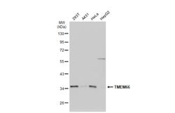 TMEM66 Polyclonal Antibody, Invitrogen 100 &mu;L; Unconjugated:Antibodies,
