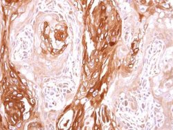 Invitrogen SEC23B Polyclonal Antibody 100 &mu;L; Unconjugated:Antibodies,