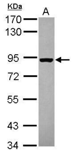 Invitrogen SEC23B Polyclonal Antibody 100 &mu;L; Unconjugated:Antibodies,