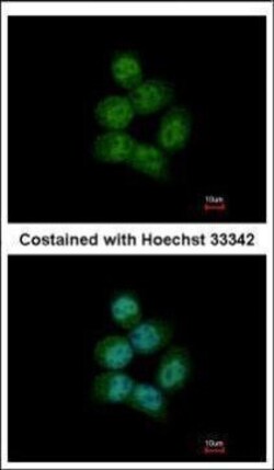 Invitrogen ARS2 Polyclonal Antibody 100 &mu;L; Unconjugated:Antibodies,