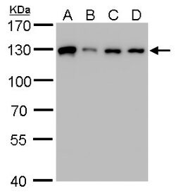 Invitrogen ARS2 Polyclonal Antibody 100 &mu;L; Unconjugated:Antibodies,
