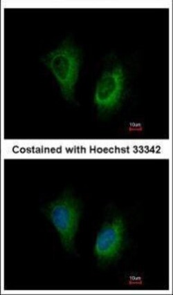 Invitrogen MOSC2 Polyclonal Antibody 100 &mu;L; Unconjugated:Antibodies,