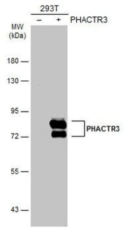 Invitrogen PHACTR3 Polyclonal Antibody 100 &mu;L; Unconjugated:Antibodies,