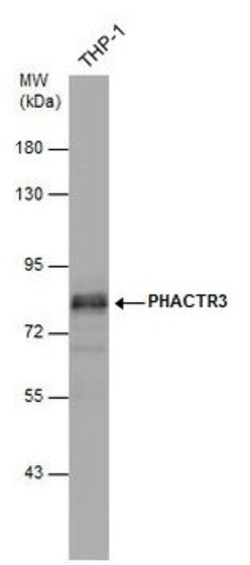 Invitrogen PHACTR3 Polyclonal Antibody 100 &mu;L; Unconjugated:Antibodies,