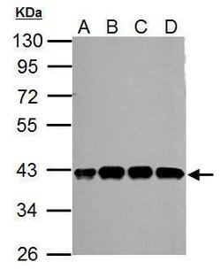Invitrogen SLFNL1 Polyclonal Antibody 100 &mu;L; Unconjugated:Antibodies,
