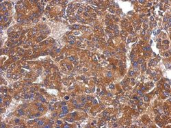 Invitrogen ARHGAP36 Polyclonal Antibody 100 &mu;L; Unconjugated:Antibodies,
