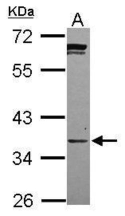 Invitrogen PPCS Polyclonal Antibody 100 &mu;L; Unconjugated:Antibodies,