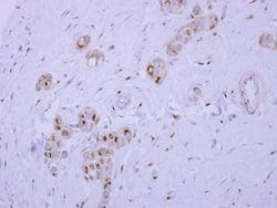 SYAP1 Polyclonal Antibody, Invitrogen 100 &mu;L; Unconjugated:Antibodies,
