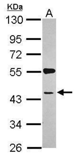 SYAP1 Polyclonal Antibody, Invitrogen 100 &mu;L; Unconjugated:Antibodies,