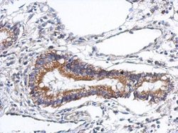 Invitrogen PODN Polyclonal Antibody 100 &mu;L; Unconjugated:Antibodies,