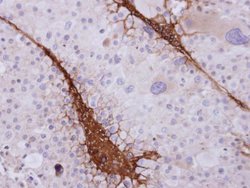 Invitrogen ST3GAL3 Polyclonal Antibody 100 &mu;L; Unconjugated:Antibodies,