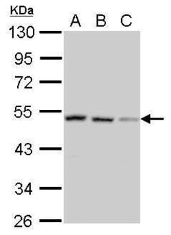 Invitrogen SH3GLB2 Polyclonal Antibody 100 &mu;L; Unconjugated:Antibodies,