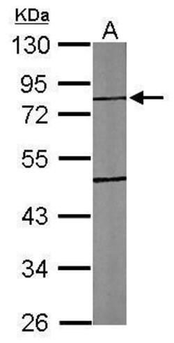 Invitrogen TTLL10 Polyclonal Antibody 100 μL; Unconjugated:Antibodies,