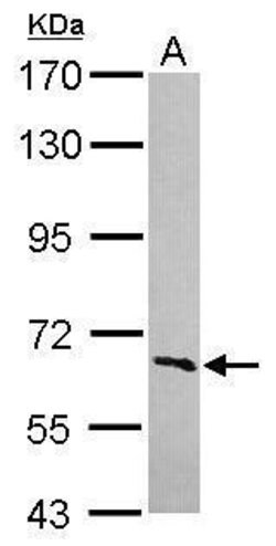 Invitrogen FBXW5 Polyclonal Antibody 100 &mu;L; Unconjugated:Antibodies,