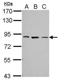 Invitrogen THOC5 Polyclonal Antibody 100 &mu;L; Unconjugated:Antibodies,