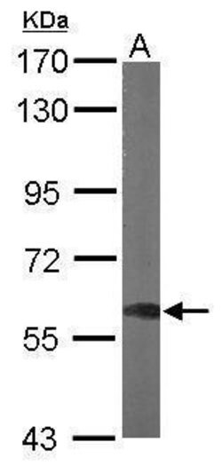 Invitrogen DYNC1LI1 Polyclonal Antibody 100 &mu;L; Unconjugated:Antibodies,