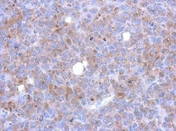 Invitrogen ASAP3 Polyclonal Antibody 100 &mu;L; Unconjugated:Antibodies,