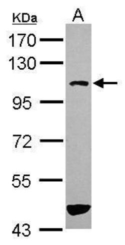 Invitrogen ASAP3 Polyclonal Antibody 100 &mu;L; Unconjugated:Antibodies,