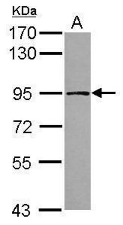 Invitrogen TARS2 Polyclonal Antibody 100 &mu;L; Unconjugated:Antibodies,