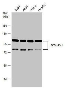 Invitrogen ZC3HAV1 Polyclonal Antibody 100 &mu;L; Unconjugated:Antibodies,