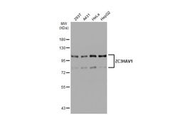 Invitrogen ZC3HAV1 Polyclonal Antibody 100 &mu;L; Unconjugated:Antibodies,