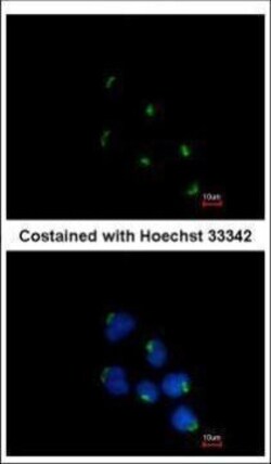 Invitrogen GCC1 Polyclonal Antibody 100 &mu;L; Unconjugated:Antibodies,