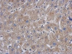 Invitrogen GCC1 Polyclonal Antibody 100 &mu;L; Unconjugated:Antibodies,