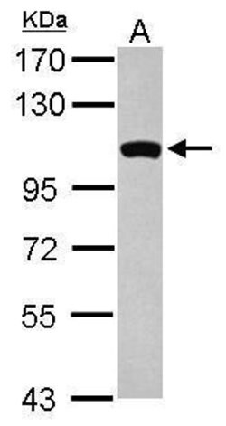Invitrogen GCC1 Polyclonal Antibody 100 &mu;L; Unconjugated:Antibodies,