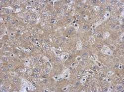 Invitrogen FAM171A1 Polyclonal Antibody 100 &mu;L; Unconjugated:Antibodies,