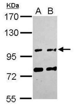 Invitrogen FAM171A1 Polyclonal Antibody 100 &mu;L; Unconjugated:Antibodies,