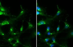 Invitrogen RAB35 Polyclonal Antibody 100 &mu;L; Unconjugated:Antibodies,