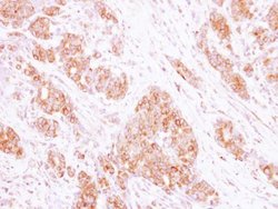 Invitrogen RAB35 Polyclonal Antibody 100 &mu;L; Unconjugated:Antibodies,