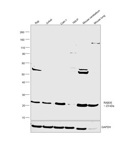 Invitrogen RAB35 Polyclonal Antibody 100 &mu;L; Unconjugated:Antibodies,