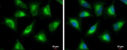 Invitrogen PGLS Polyclonal Antibody 100 &mu;L; Unconjugated:Antibodies,