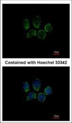 Invitrogen TPGS2 Polyclonal Antibody 100 &mu;L; Unconjugated:Antibodies,