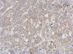 Invitrogen UPRT Polyclonal Antibody 100 μL; Unconjugated:Antibodies,