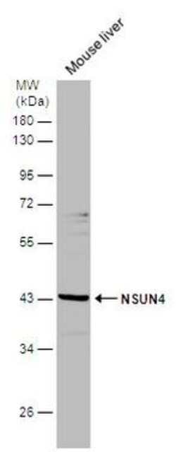 Invitrogen NSUN4 Polyclonal Antibody 100 &mu;L; Unconjugated:Antibodies,