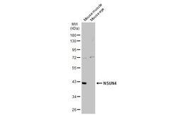 Invitrogen NSUN4 Polyclonal Antibody 100 &mu;L; Unconjugated:Antibodies,