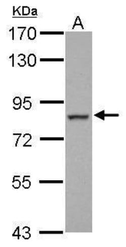 Invitrogen FCHO2 Polyclonal Antibody 100 &mu;L; Unconjugated:Antibodies,