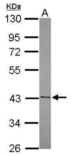 Invitrogen FUZ Polyclonal Antibody 100 &mu;L; Unconjugated:Antibodies,