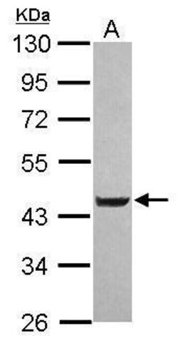 LYPLA3 Polyclonal Antibody, Invitrogen 100 &mu;L; Unconjugated:Antibodies,