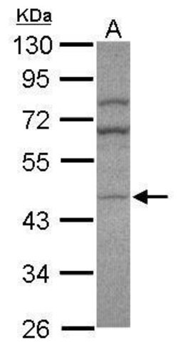 AP1M2 Polyclonal Antibody, Invitrogen 100 &mu;L; Unconjugated:Antibodies,